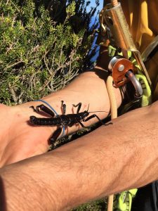 Lord Howe Island stick insect or tree lobster, Dryococelus australis